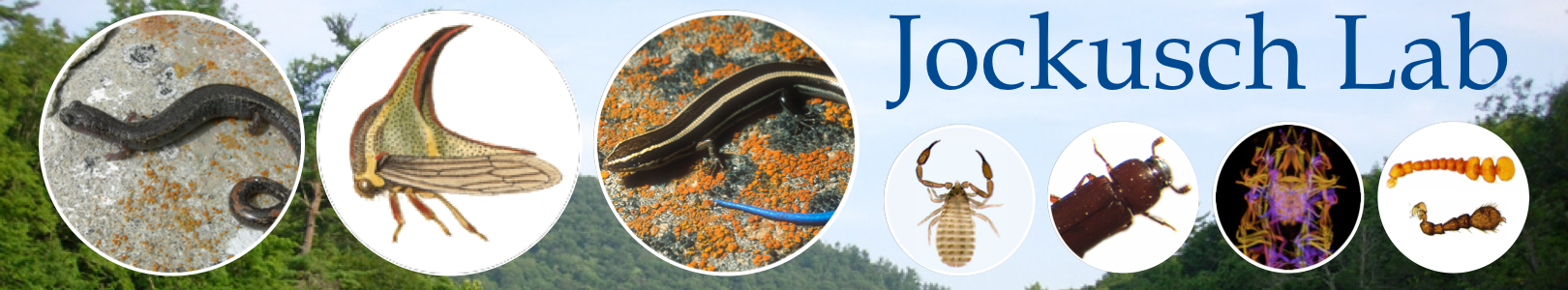 species jockusch lab's research is focusing on
